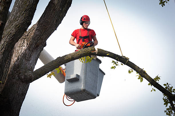 The Steps Involved in Our Tree Care Process in Meggett, SC